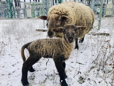 Nový přírůstek do ovčího stáda